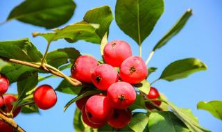 秋天成熟的水果有哪些 秋天收获的水果